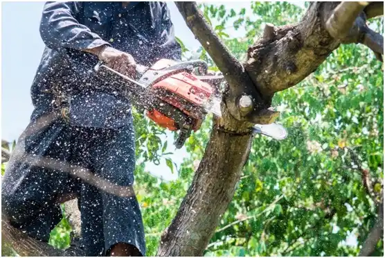 tree services Chinchilla